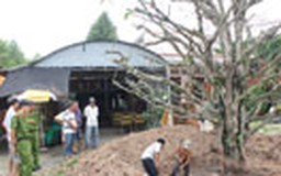 Bứng cây mai vàng tiền tỉ